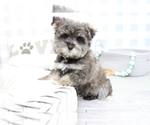 Small Photo #3 Morkie Puppy For Sale in MARIETTA, GA, USA