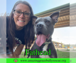 Small American Pit Bull Terrier Mix