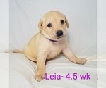 Puppy 2 Labrador Retriever