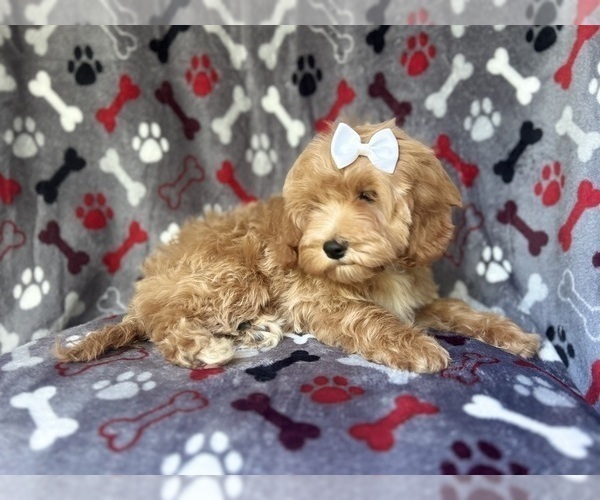 Medium Photo #2 Cock-A-Poo Puppy For Sale in LAKELAND, FL, USA