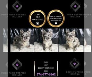French Bulldog Puppy for sale in WARSAW, IN, USA