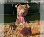 Small #2 American Pit Bull Terrier