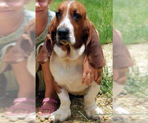 Basset Hound Dogs for adoption in Deepwater, NJ, USA