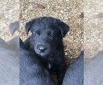 Small Photo #4 Shepradors Puppy For Sale in BURLINGTON, OR, USA