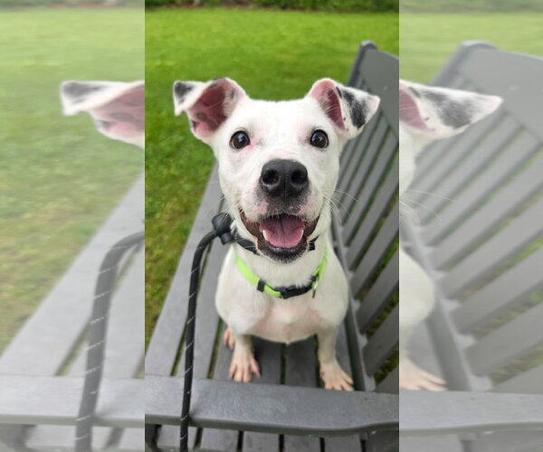 Medium Photo #2 Jack Russell Terrier-Unknown Mix Puppy For Sale in Rockaway, NJ, USA