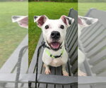 Small #1 Jack Russell Terrier Mix
