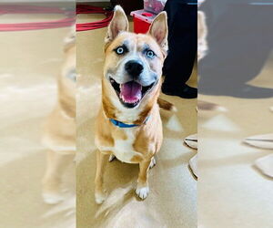 American Pit Bull Terrier-Siberian Husky Mix Dogs for adoption in Derwood, MD, USA