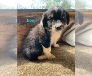 Australian Shepherd Puppy for sale in DRUMMONDS, TN, USA