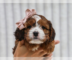 Small #2 Cavapoo (Miniature)