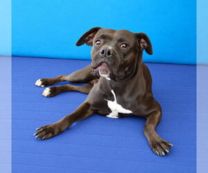 Boxer-Unknown Mix Dogs for adoption in Pasadena, CA, USA