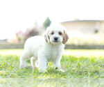 Puppy 5 Cockapoo