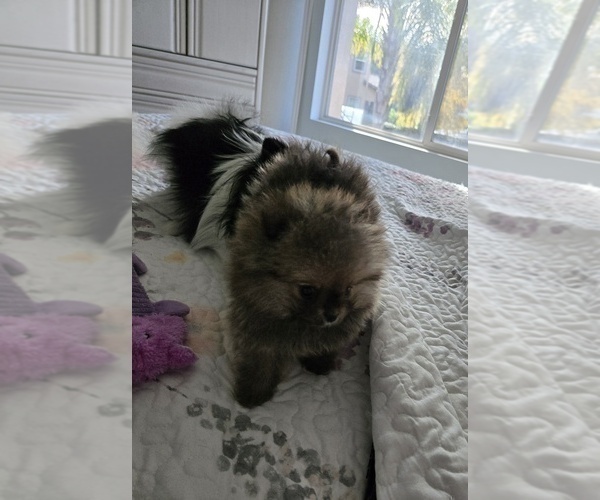 Medium Photo #5 Pomeranian Puppy For Sale in MENIFEE, CA, USA