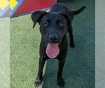 Small #1 Collie-Labrador Retriever Mix