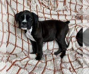 Boxer Puppy for sale in FRANKLIN, IN, USA