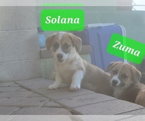 Aussie-Corgi Puppy for Sale in TUCSON, Arizona USA