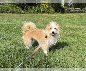Sofie - Female Mutt Dog for Adoption - Photo #2