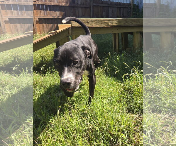 Medium Photo #2 Mountain Cur-Unknown Mix Puppy For Sale in Jackson, MS, USA