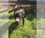 Small Photo #2 Mountain Cur-Unknown Mix Puppy For Sale in Jackson, MS, USA