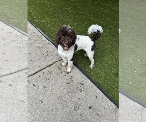 Goldendoodle Dogs for adoption in Scottsboro, AL, USA