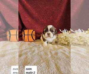 Shih Tzu Puppy for sale in SIOUX CENTER, IA, USA