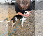 Small #6 American Staffordshire Terrier