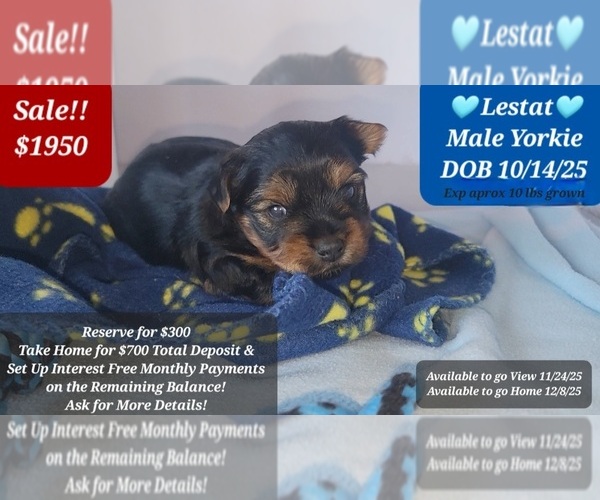 Medium Photo #1 Yorkshire Terrier Puppy For Sale in TUCSON, AZ, USA