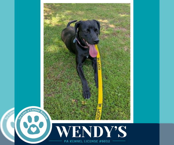 Medium Photo #2 Labrador Retriever-Unknown Mix Puppy For Sale in Kimberton, PA, USA