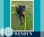 Small #1 Labrador Retriever Mix