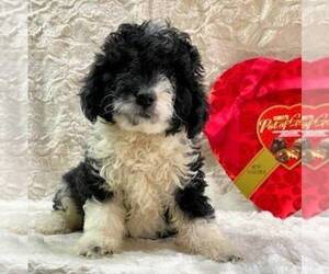 Miniature Bernedoodle Puppy for sale in DRY RUN, PA, USA