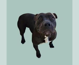 Mutt Dogs for adoption in Bakersfield, CA, USA