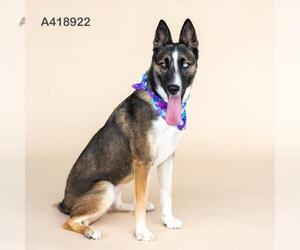 Huskies -Unknown Mix Dogs for adoption in Conroe, TX, USA