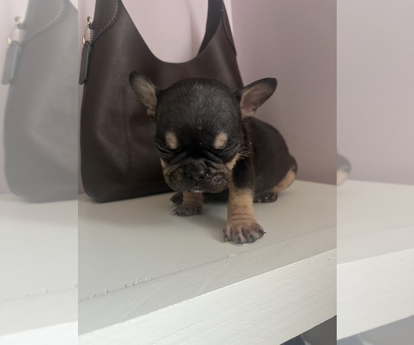 Medium Photo #16 French Bulldog Puppy For Sale in OSWEGO, IL, USA