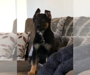 German Shepherd Dog Puppy for sale in CAMBRIDGE CITY, IN, USA