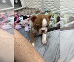 Puppy Jade Boston Terrier