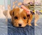 Small Photo #9 Yorkipoo Puppy For Sale in MIRAMAR, FL, USA