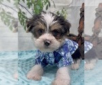 Small Photo #28 Shorkie Tzu Puppy For Sale in SELLERSBURG, IN, USA