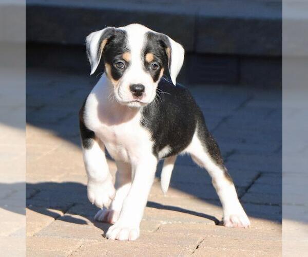 Medium Photo #7 Labrador Retriever-Unknown Mix Puppy For Sale in San Diego, CA, USA