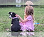 Small #7 Australian Shepherd Mix