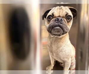 Pug Dogs for adoption in Orange, CA, USA