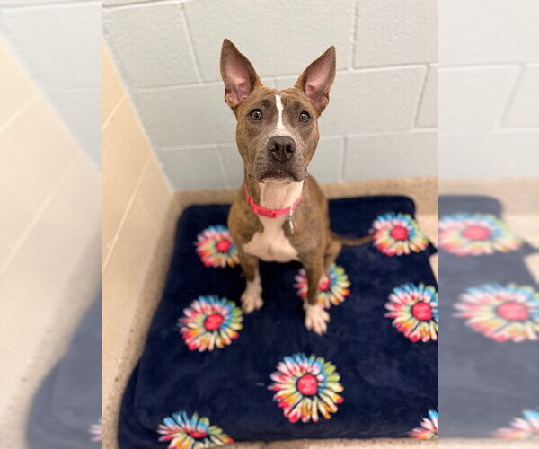 Medium Photo #1 American Pit Bull Terrier Puppy For Sale in Brighton, CO, USA