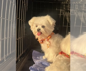 Maltese Puppy for sale in EASTVALE, CA, USA