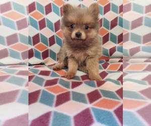Pomeranian Puppy for sale in ATHENS, TN, USA