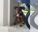 Small Mutt