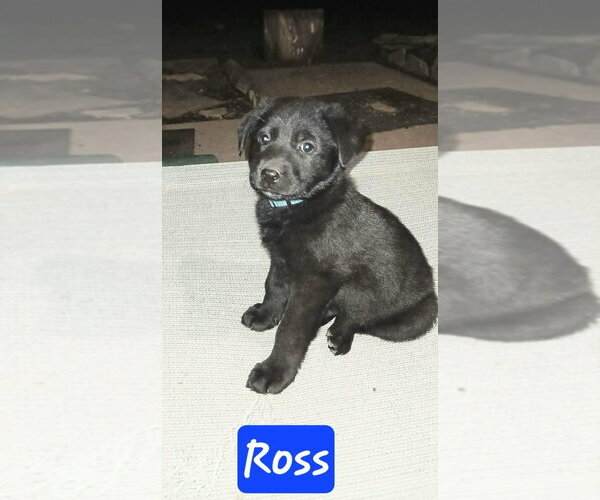 Medium Photo #1 Shepradors Puppy For Sale in Aurora, IN, USA