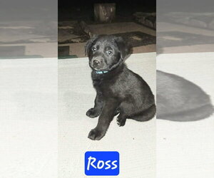 Shepradors Dogs for adoption in Aurora, IN, USA