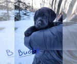 Small Photo #5 Labrador Retriever Puppy For Sale in LUBLIN, WI, USA