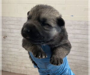 German Shepherd Dog Dogs for adoption in San Bernardino, CA, USA