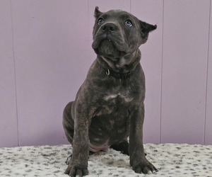 Cane Corso Puppy for sale in NASHVILLE, TN, USA