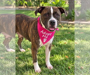 Millie - Male Boxer Dog for Adoption - Photo #3