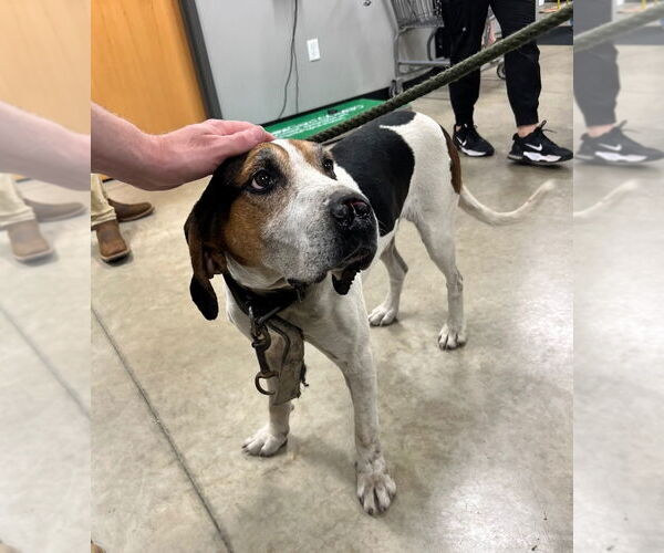 Medium Photo #2 Coonhound Puppy For Sale in Pierceton , IN, USA